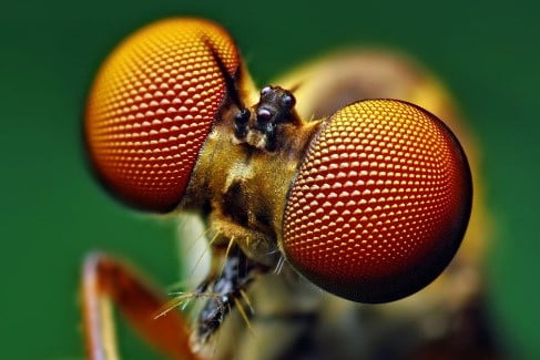 Insect eyes inspire a new solar panel generation